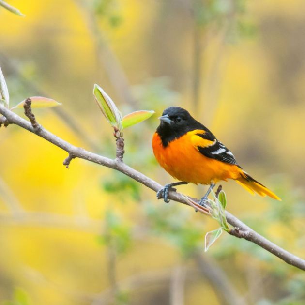  I Found A Way To Feed Birds And Banish Slugs At The Same Time – And It Costs Almost Nothing 