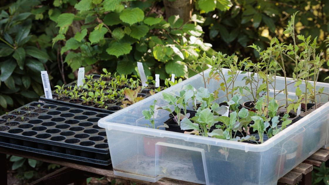  'I Always Save Old Storage Bins to Use in My Garden' – 3 Clever Ways Plastic Totes Can Help You Cut Costs & Grow More 