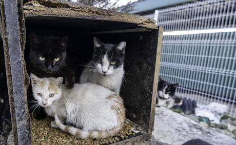 Petition: Ban This Man From Owning Animals After 17 Cats Died