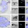 How molecular tethers and asynchronous replication drive parasite proliferation