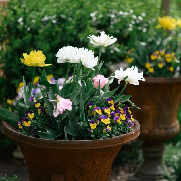  3 Dollar Store Container Gardening Ideas That Prove You Don’t Have to Break the Bank to Have a Fabulous Garden 
