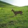 Invasive deer, goats are eating away Hawaiʻi's ranchlands