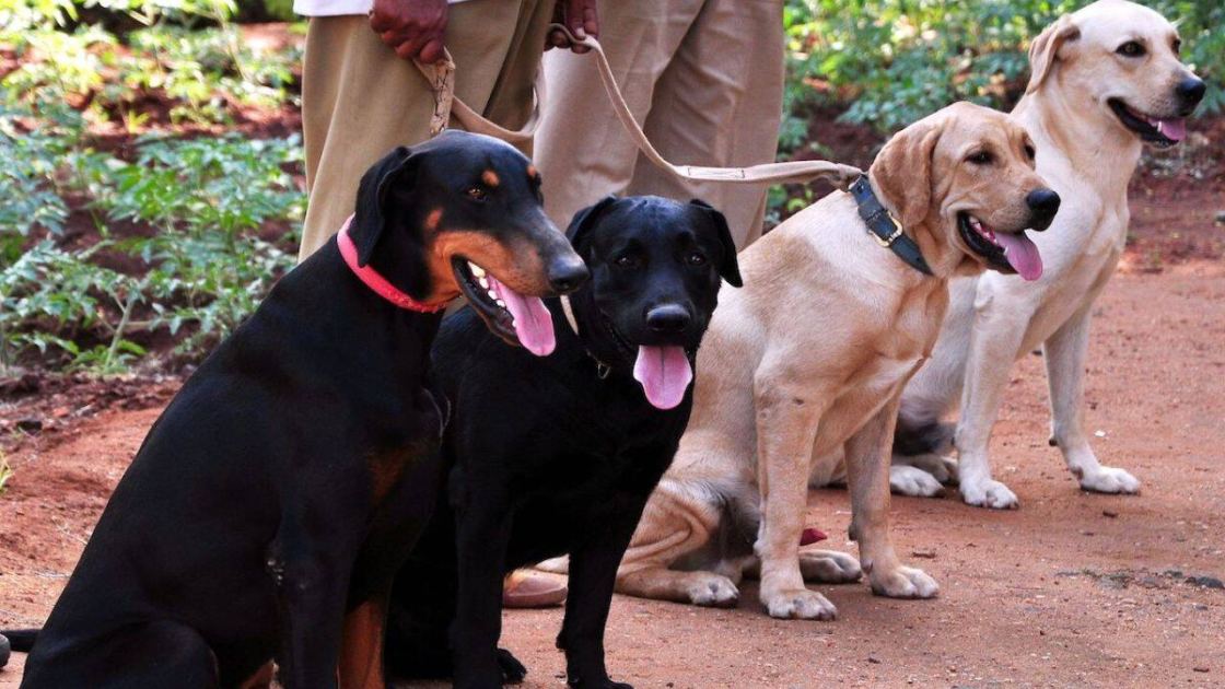 Scent of a scarf: Sniffer dog helps crack rape case of 6-year-old in UP's Sambhal