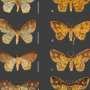 Species of Brazilian moths described in honor of Orixás, foundational deities of Afro-Brazilian religions