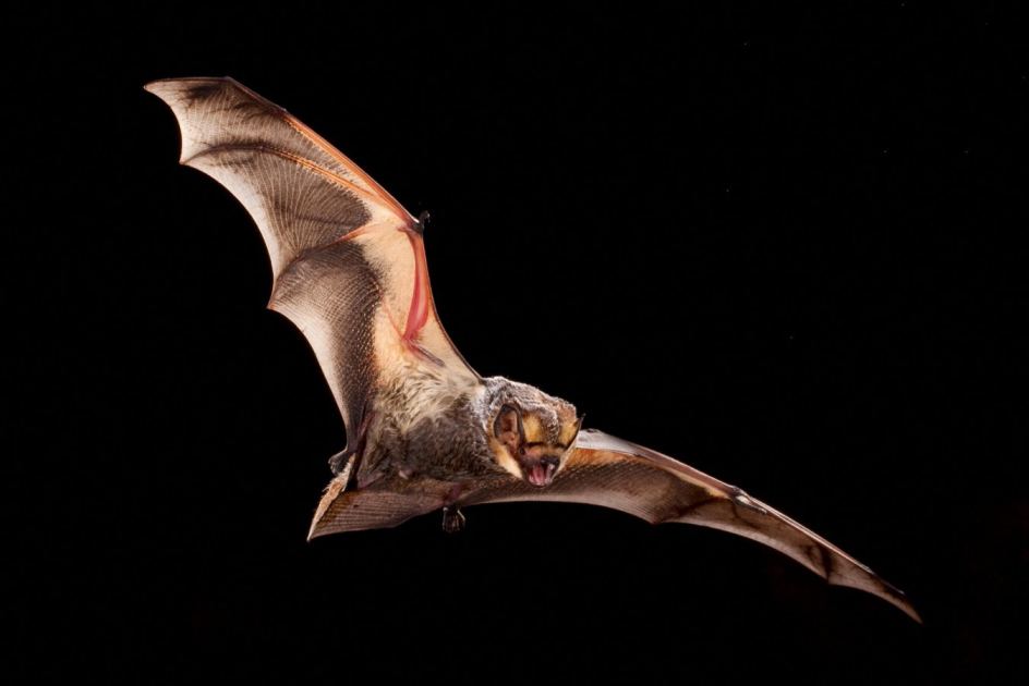 Wind turbines have killed 19 million bats in 40 years in the US