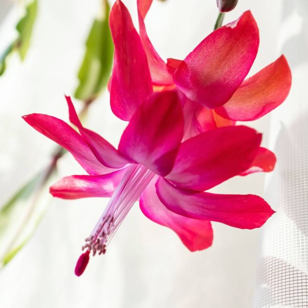  What a Christmas Cactus Needs in September for the Most Gorgeous Holiday Flowers – 6 Tasks That Decide Whether It Blooms 