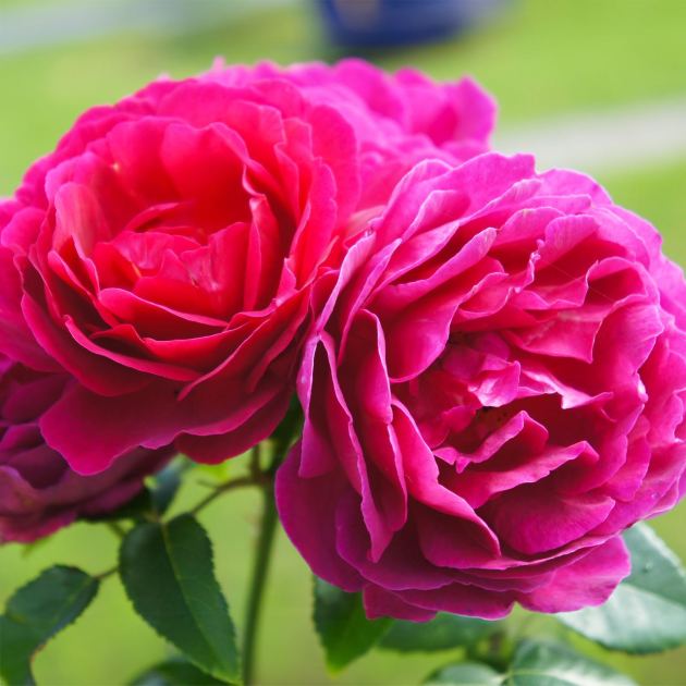  What Roses Need in July for Gorgeous Blooms – 5 Key Tasks and the Mistake That Can Stop Flowering 