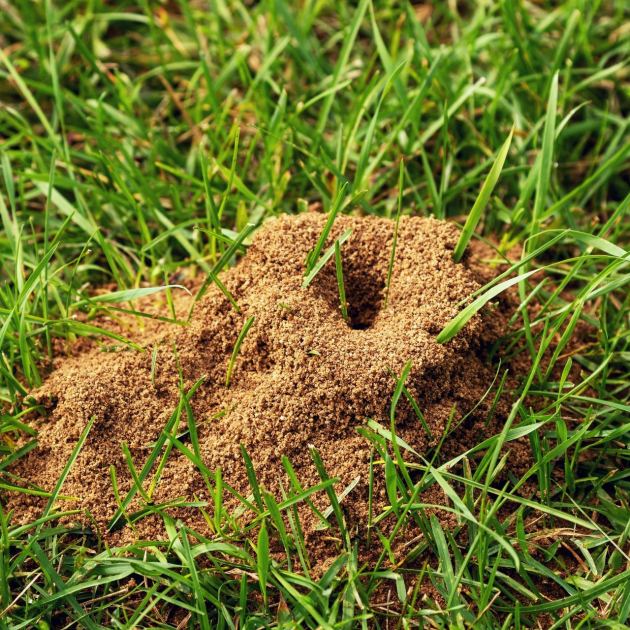  5 Easy, Natural Ways to Get Rid of Ant Hills in Your Yard and Garden 