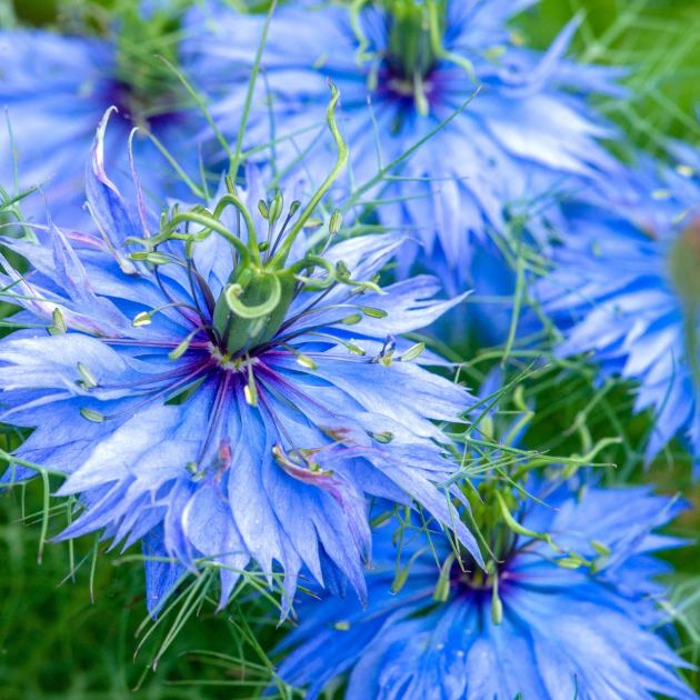  Sow These 7 Lovely Heritage Flowers for an Easy Yard Refresh – You Only Have to Plant These Self-Seeders Once to Fill Your Beds with Color Year After Year 