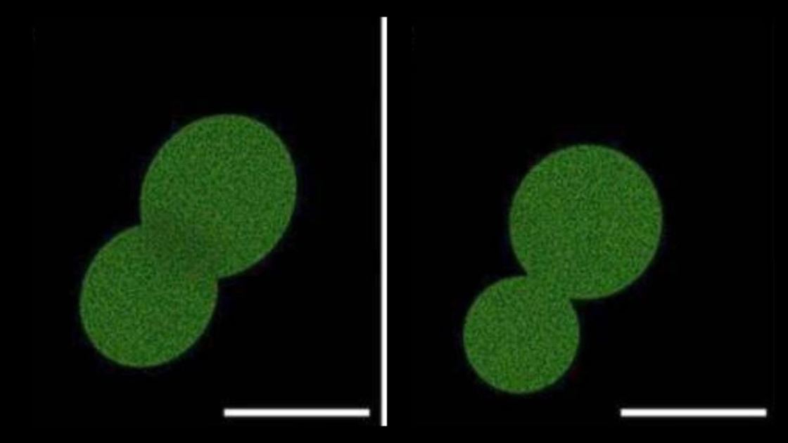  Scientists just created the most lifelike cell ever made in a lab — here's what it could accomplish 