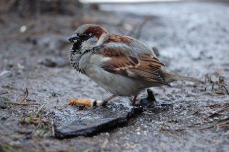 Why Urban Birds Are Adding Cigarette Butts to Their Nests