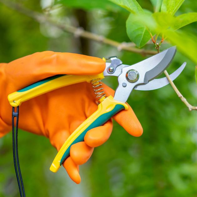  How to Use Pruning Shears: 5 Steps to Get You the Perfect Cut 