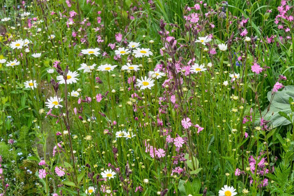 Beyond No Mow May: six wildlife wins that last all year