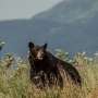 Quiet outings linked to more frequent dangerous wildlife encounters