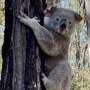 Koala population crash came before humans, genomic study reveals