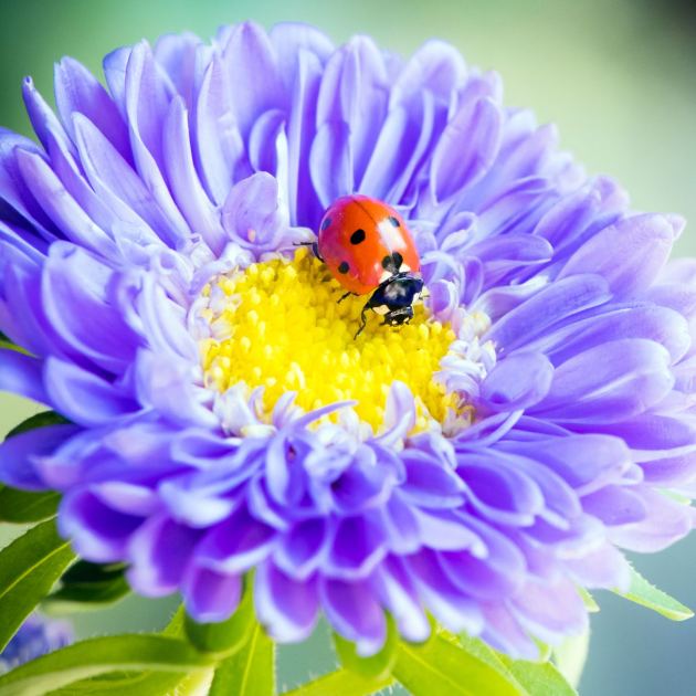  DIY a Bug Hotel to Give Beneficial Garden Insects a Home Before Temperatures Drop 