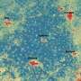Block-by-block AI maps uncover real urban air temperatures across 380 U.S. cities