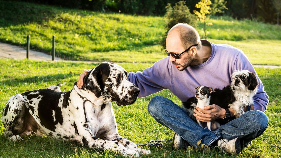  Big dogs age faster at an epigenetic level, new study finds 