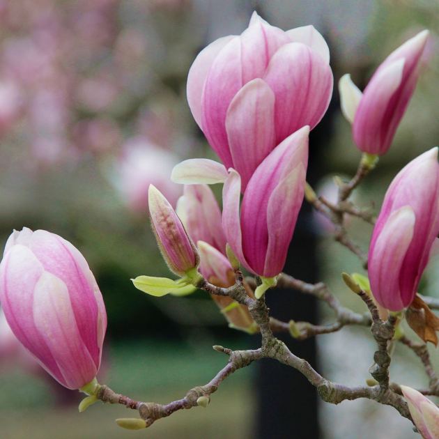  What to Do with Your Magnolia Tree in May – 6 Easy Ways to Get Even More Flowers Next Year 