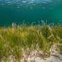 Beneath seagrass meadows, a shift in warming seas could decide which underwater habitats survive