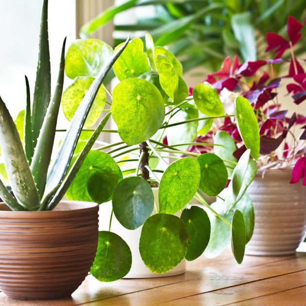  Meet Your Zodiac Houseplant – and What It Secretly Says About You 