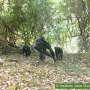 Savanna chimpanzees use tools for capturing and feeding on army ants, study shows