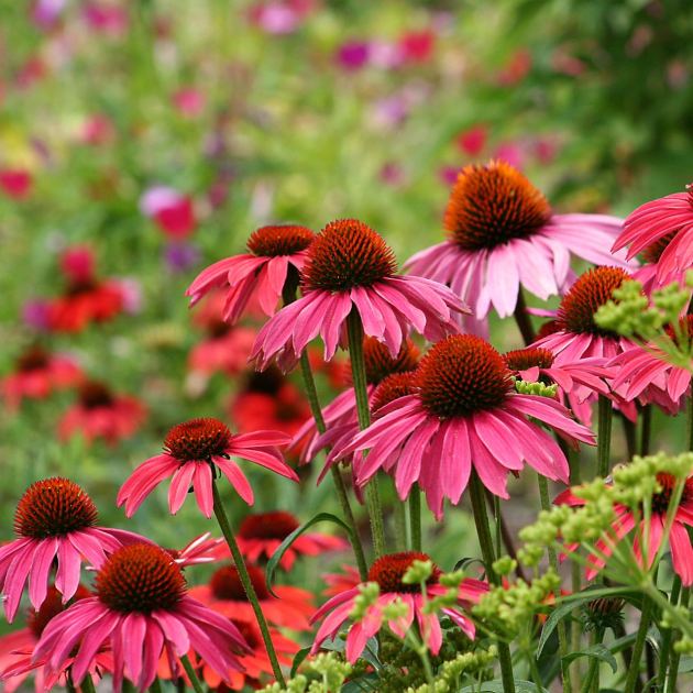  4 Heatwave-Proof Plants That Bounce Back Fast – and 4 That Need Immediate Help to Survive Soaring Temperatures 