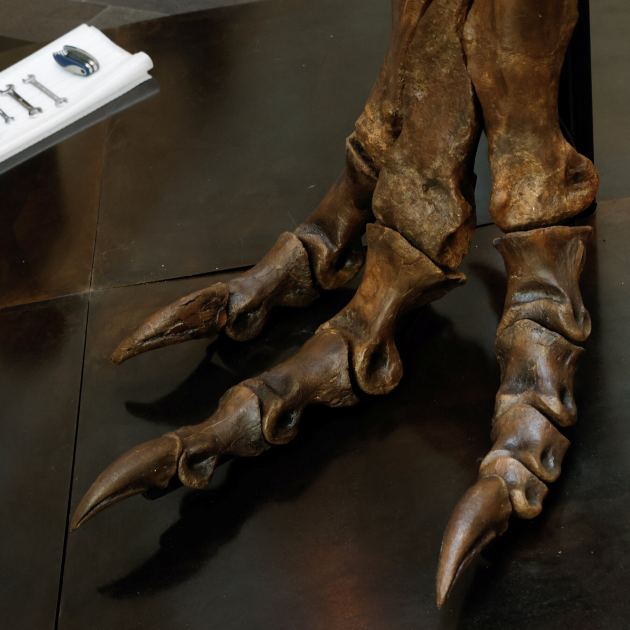 T. Rex Ran on Its Tiptoes ‘Like an 8-Ton Chicken’