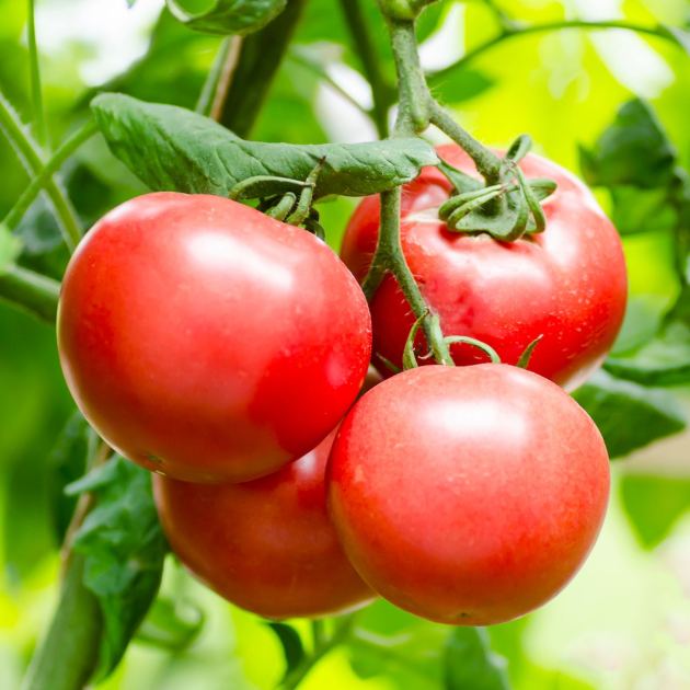  How to Fertilize Tomatoes in June for an Even Bigger Harvest – and the 1 Feeding Mistake That Can Hurt Your Plants 