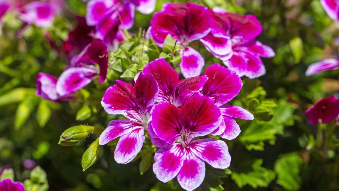  What to Do With Geraniums in October – 6 Easy Tasks to Extend Blooms and Save Plants for Next Year 
