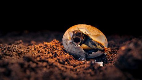 Petition: Turtle Eggs Are Being Stolen From Endangered Sea Turtle Nests