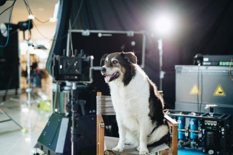 Petition: Stop the Alleged Abuse of Film Dogs on Set