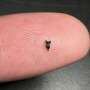 Tiny Purgatorius fossils in Denver Basin hint at early primate spread southward
