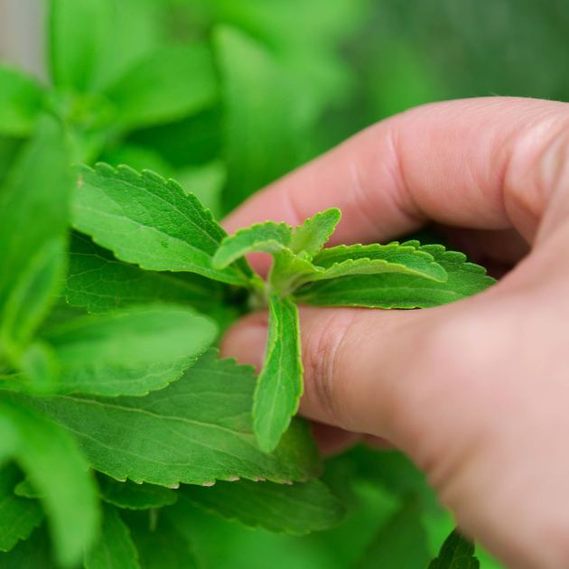  Grow Your Own Natural, Zero-Calorie Sweetener at Home – Plus, 3 Easy Ways to Store and Use Your Stevia Harvest 