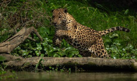 Petition: Cloud Jaguar Returns to Honduras After 10 Years, Here’s How You Can Help