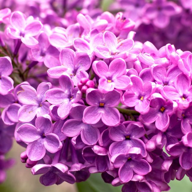  Forget Flower Fads – These 7 Gorgeous Anti-Trend Plants Bring Forever Beauty and a Yard That’s Always in Style 