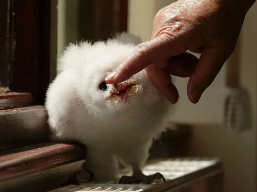 Baby barn owls rescued from a dock loft before first flight