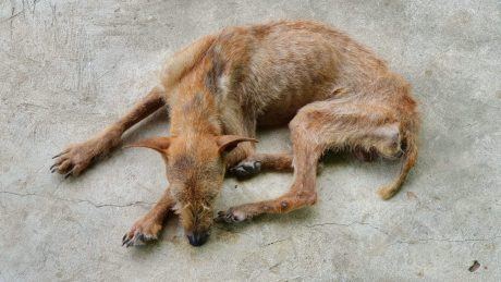 Petition: A Texas Woman Ran a Fake Dog Rescue That Became a Mass Grave for Nearly 100 Animals