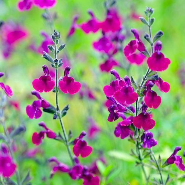  7 Scented Plants That Fill My Garden With Soothing Fragrance – If You’ve Got a Backyard Pool or Hot Tub, You Seriously Need to Plant Them Too 