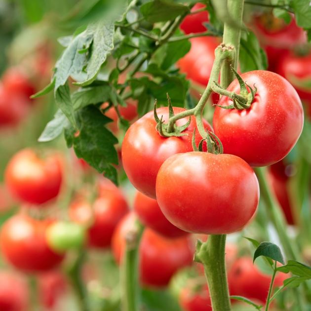  Should You Use Baking Soda to Grow Sweeter Tomatoes? The Truth Behind This Viral Gardening Trend 