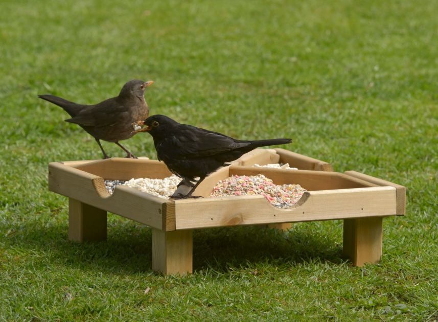 Stop feeding birds this summer? RSPB’s new advice for garden birds explained
