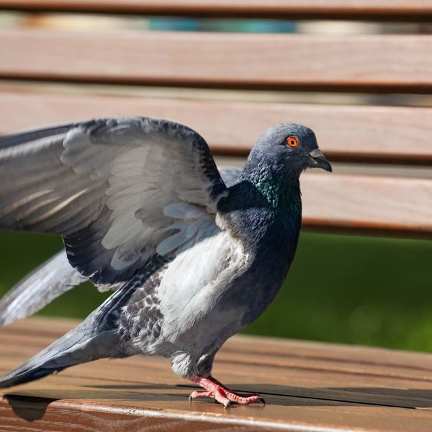  How to Clean Bird Poop Off Your Patio Safely and Easily – Tips for a Poop-Free Porch and Outdoor Furniture (Including Amazon Prime Day Deals!) 