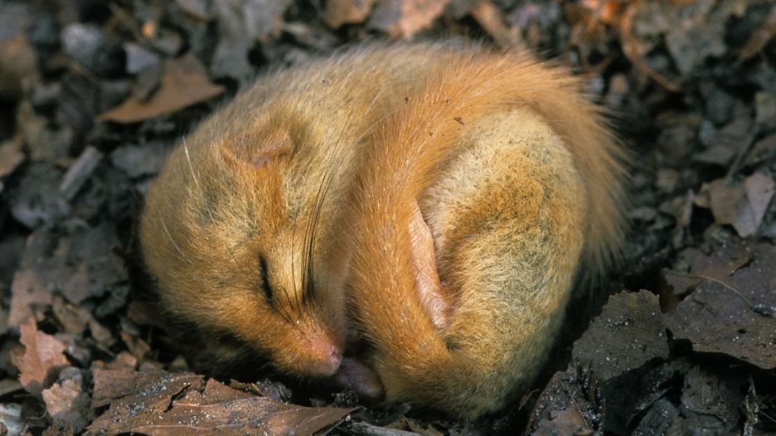  'We're starting to find a lot more weirdness': These strange animals can control their body heat 