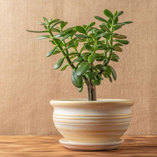  How to Transition Your Jade Plant Outdoors in Summer (Without Sunburn) – Plus 4 Other Essential July Tips 
