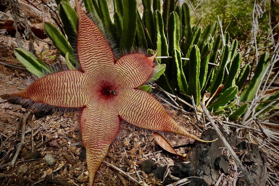 10 weird ways that plants kill other plants, outwit insects and even eat rodents