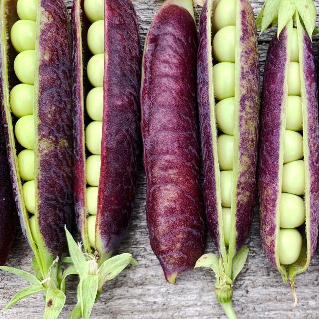  These 8 Veggies Are So Pretty They Belong in Your Flower Borders – They Give You Months of Colorful Crops and Generous Harvests Even in Small Spaces  