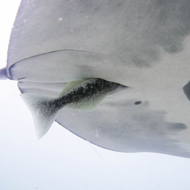 A Fish That Hitches Rides Where the Sun Doesn’t Shine