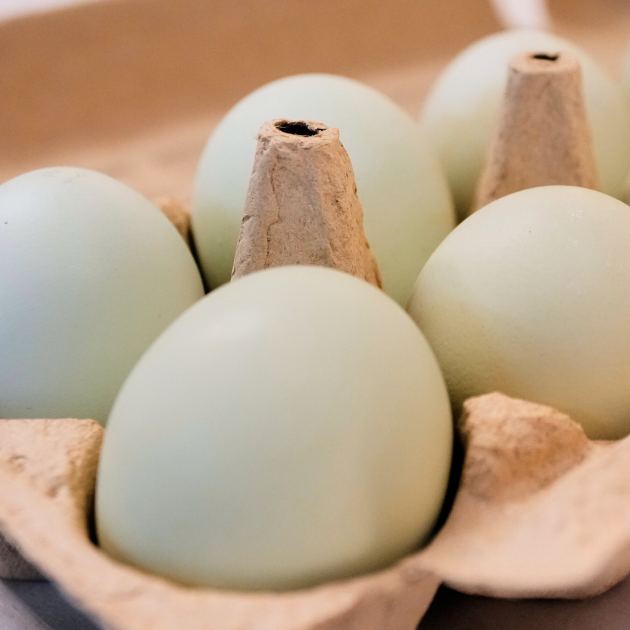 1.6 Million Egg Cartons Are Recalled Over Salmonella Risk