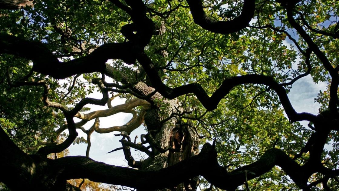 1,200-year-old Sherwood Forest tree, linked to Robin Hood legend, is dead