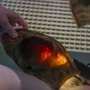 Aquarium sends shark eggs to bolster wild populations